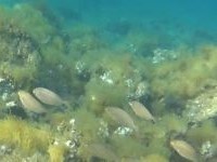 Foto - Sardinen - Alghero